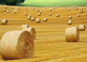 agricoltura regione sicilia